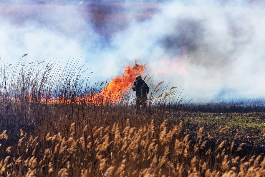 Brush Fire